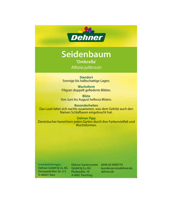  Seidenbaum - Seidenakazie 'Ombrella'