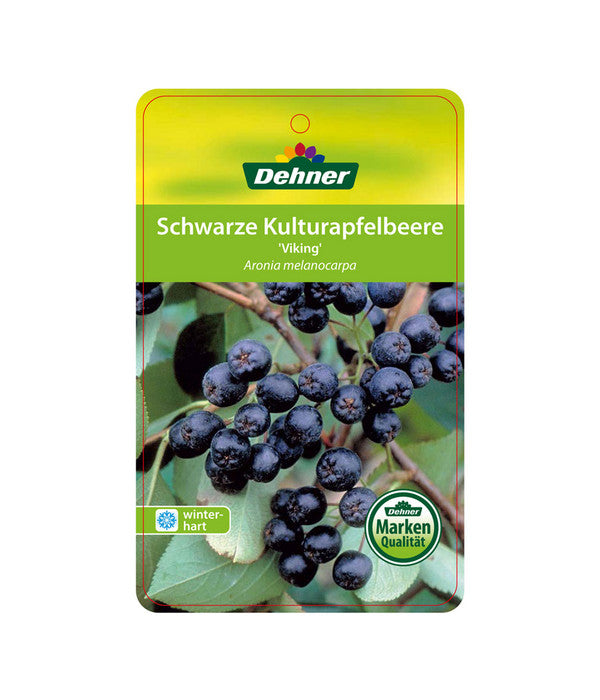  Apfelbeere, Aronia 'Viking'
