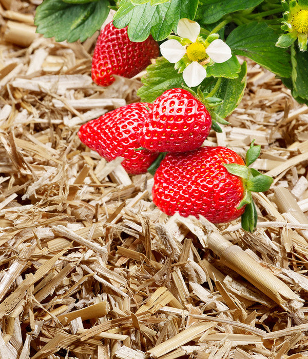  Manna Bio Terravital, 15 Kg