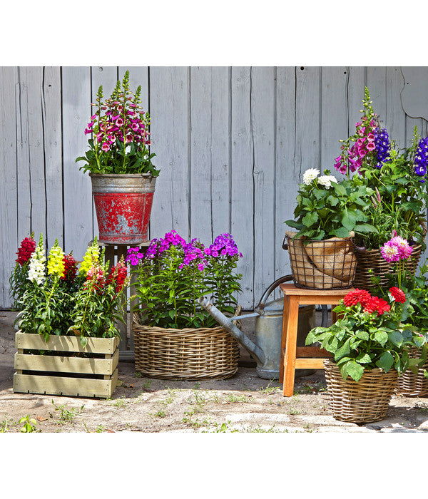  Garten-Löwenmäulchen, Verschiedene Farben