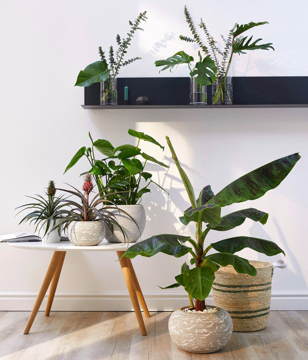  Banane 'Dwarf Cavendish'