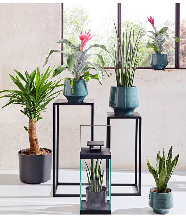  Bogenhanf - Sansevieria Cylindrica 'Mikado'