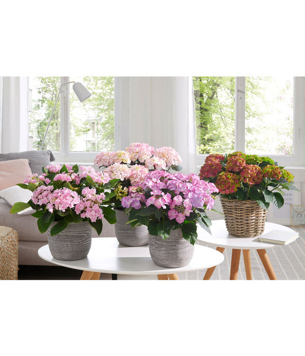  Hortensie - Hydrangea Macrophylla 'Tiffany'