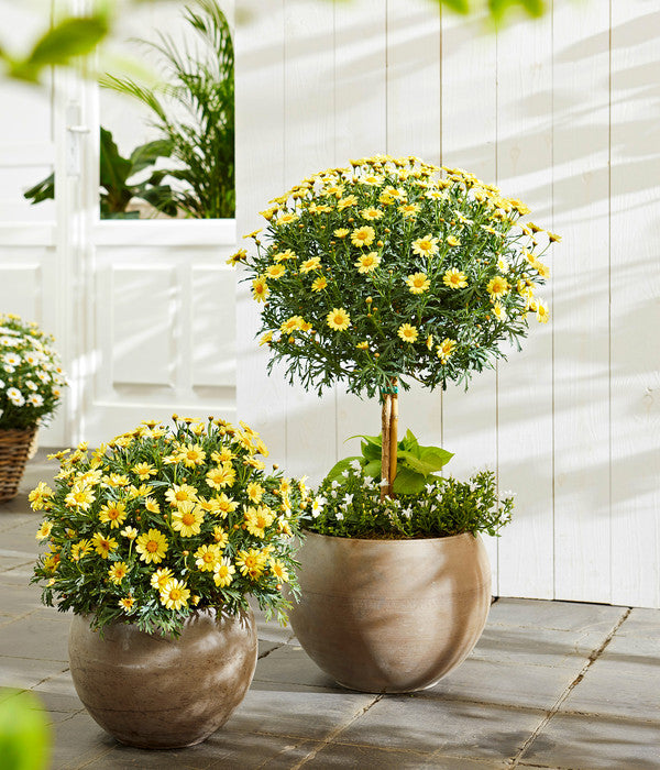  Margerite, Stämmchen, Verschiedene Farben