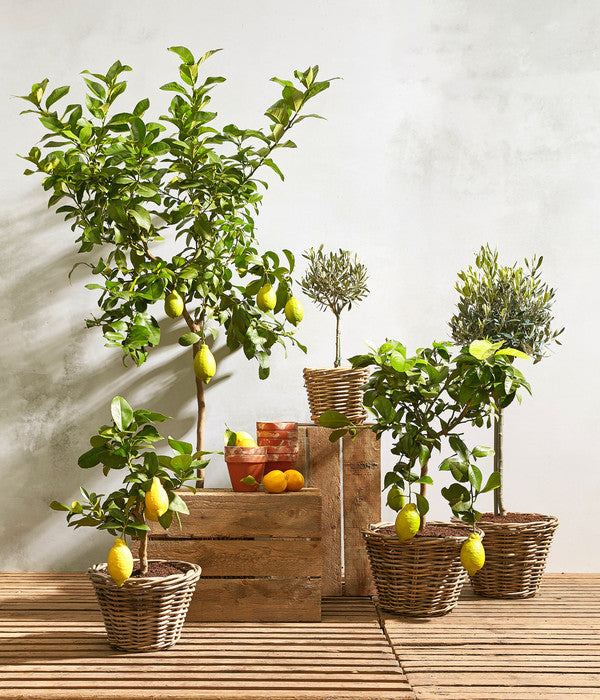  Olive, Ministamm