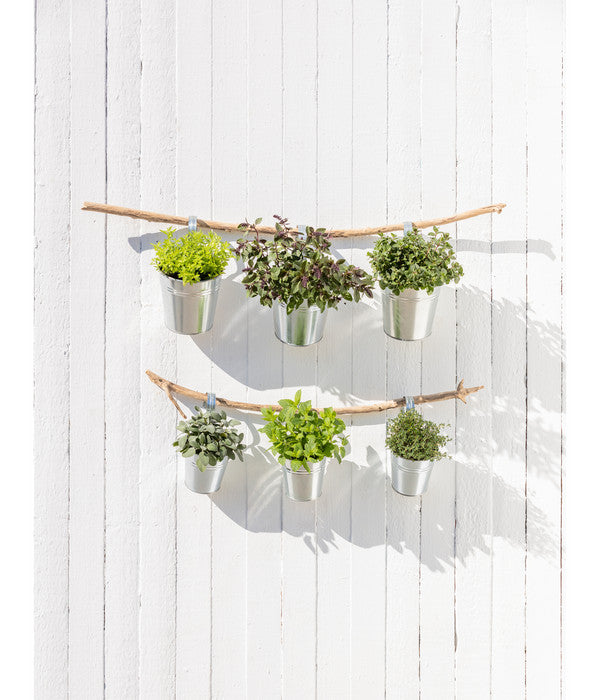  Dehner Gourmet Garten Strauchbasilikum 'Magic Blue'