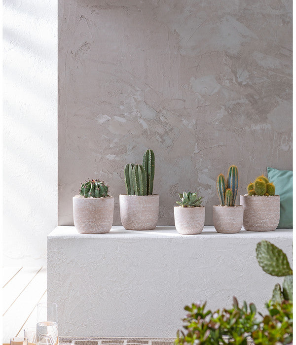  Agave 'Cuba' - Agave, Verschiedene Sorten