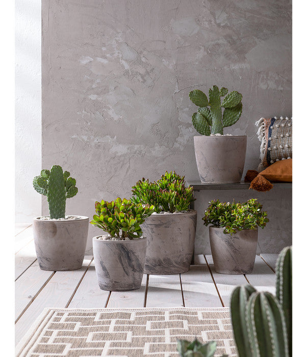  Feigenkaktus - Opuntia Consolea