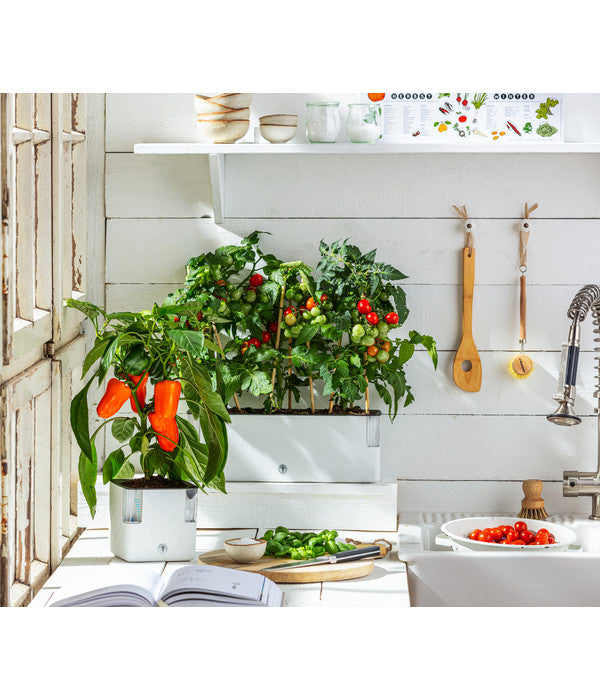  Pick-a-Tom® Cocktailtomate Mit Früchten, Rot