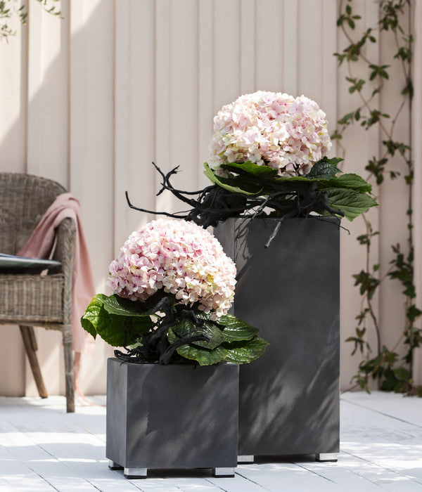  Bauern-Hortensie 'Avantgarde'