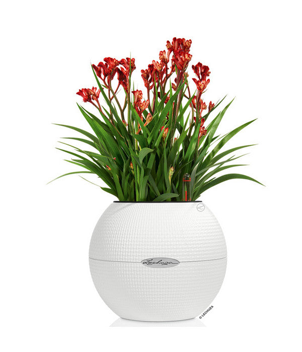  LECHUZA® PURO Color, All-in-One-Set, Rund, Ca. Ø20 Cm