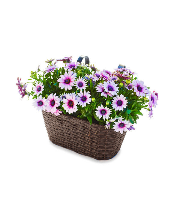  Dehner Polyrattan-Hängekasten, Braun, 30 X 16 X 26 Cm