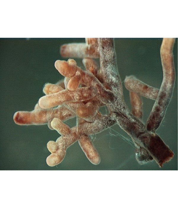  Mykorrhiza Soluble, 30 G