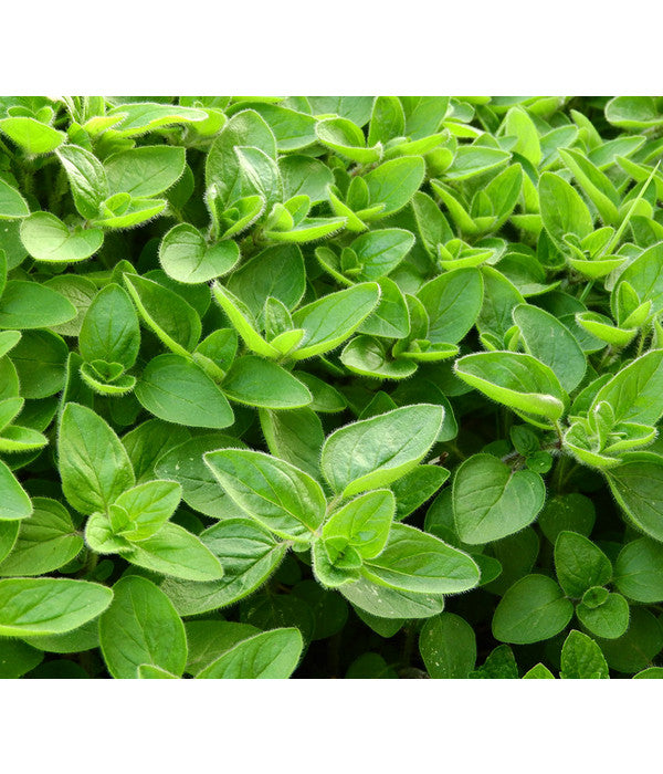  Dehner Gourmet Garten Majoran, Einjährig