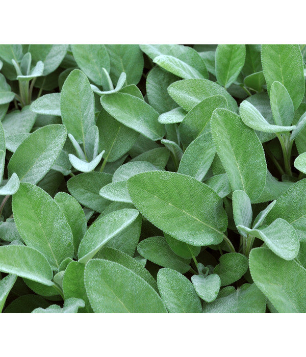  Dehner Gourmet Garten Salbei
