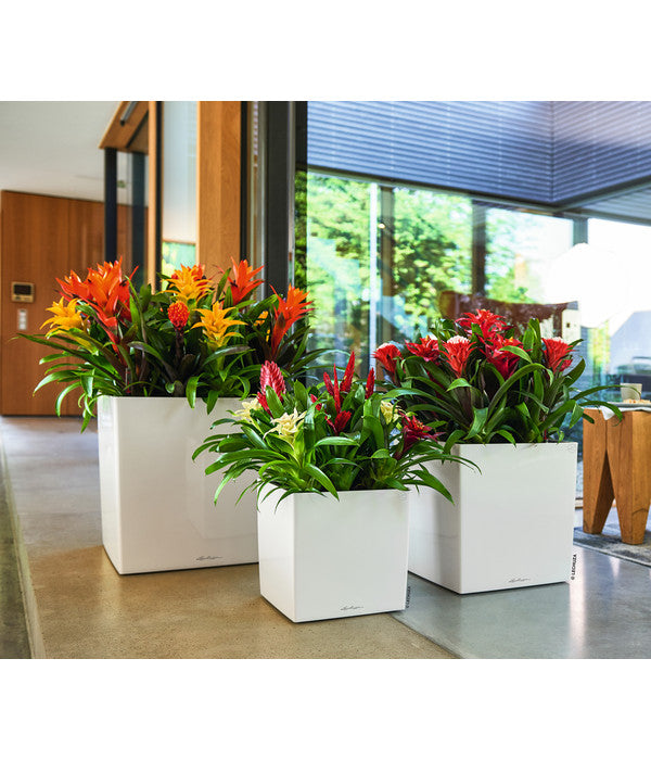  LECHUZA® CUBE, All-in-One Set