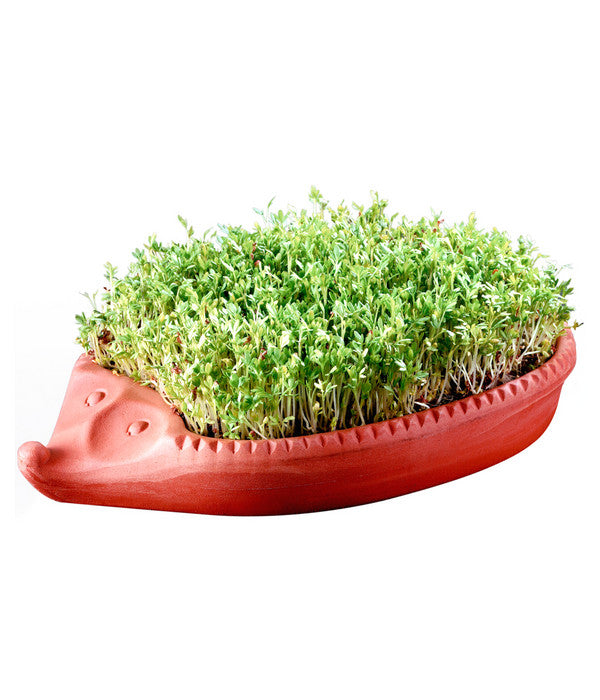  Römertopf Kresseigel Mit Kresse-Saatgut