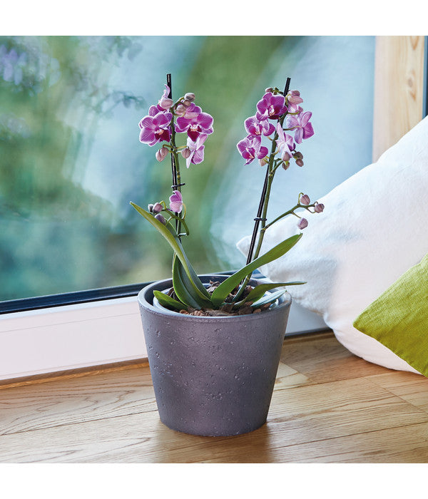  Seramis Spezial-Substrat Für Orchideen