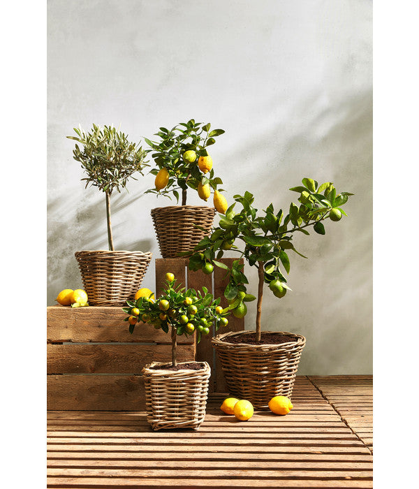  Rattan-Topf, Rund, Grau-braun