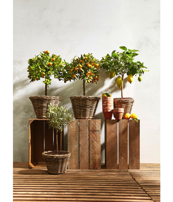  Rattan-Topf, Rund, Grau-braun