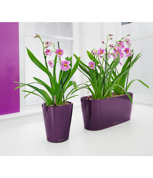  Stiefmütterchenorchidee - Miltonia