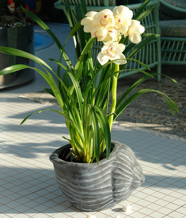  Roto Kunststoff-Pflanztopf Muschel, Grau, Ca. B40/H25,5/T30 Cm