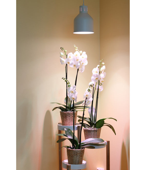  Venso Lampenschirm Saga Für Pflanzenlampe