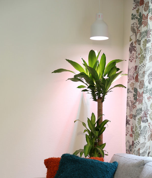  Venso Lampenschirm Saga Für Pflanzenlampe