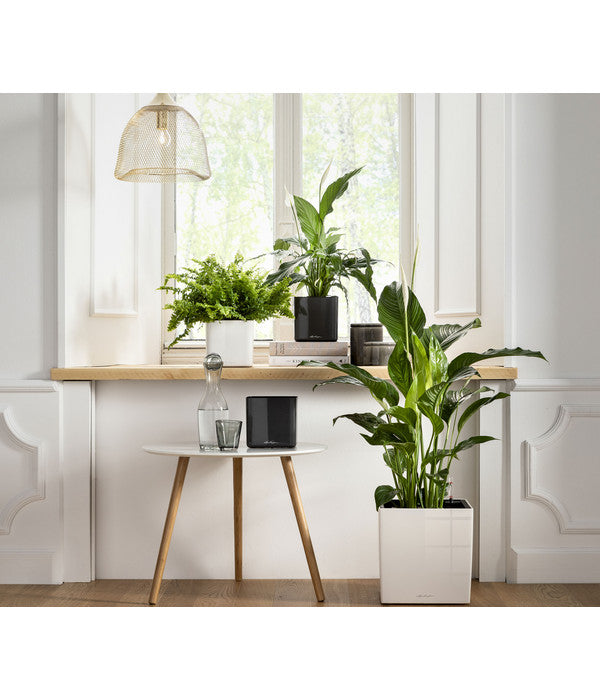  LECHUZA® CUBE Glossy, All-in-One Set