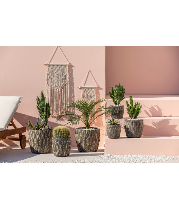  Feigenkaktus - Opuntia Consolea
