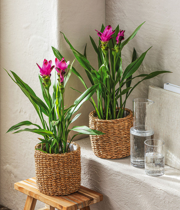 Indische Safranwurz - Curcuma Alismatifolia
