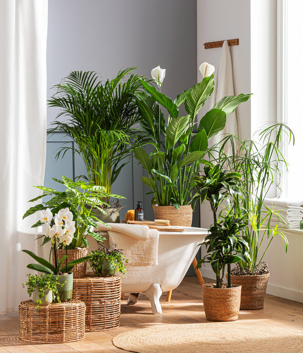  Einblatt - Spathiphyllum Wallisii 'Sebastian'