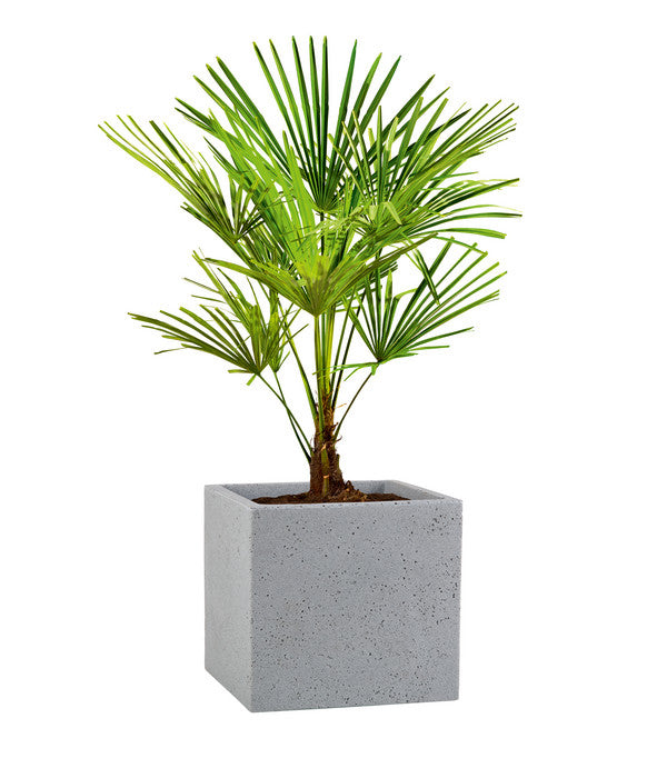  Scheurich Kunststoff-Topf C-Cube, Quadratisch