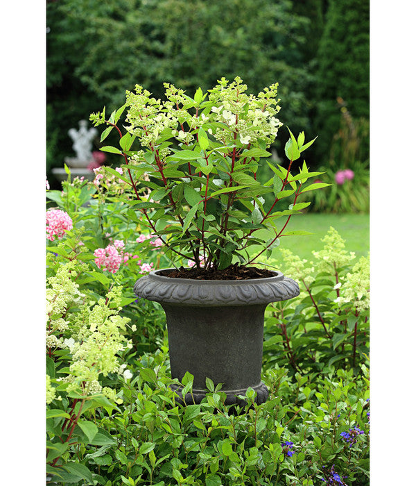  Dehner Leichtbeton-Pokal Clayfibre, Antik-schwarz, Ø 38 Cm