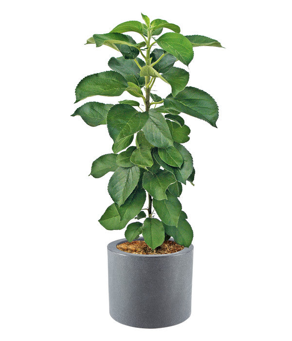  Dehner Kunststoff-Blumenkübel Palermo, Mit Rollen, Anthrazit, Ca. Ø40 Cm