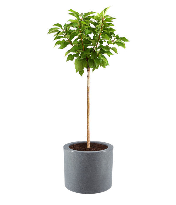  Dehner Kunststoff-Blumenkübel Palermo, Mit Rollen, Anthrazit, Ca. Ø40 Cm