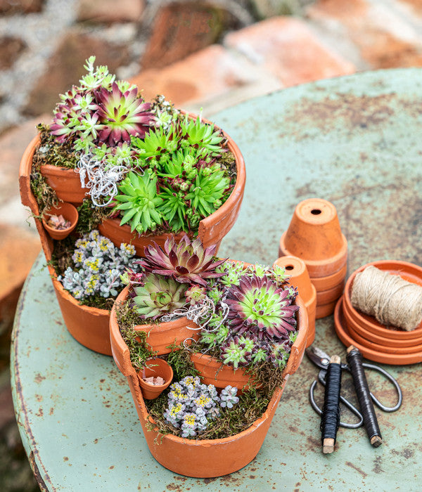  Hauswurz-Arrangement Terra Garten, In Terrakotta-Topf
