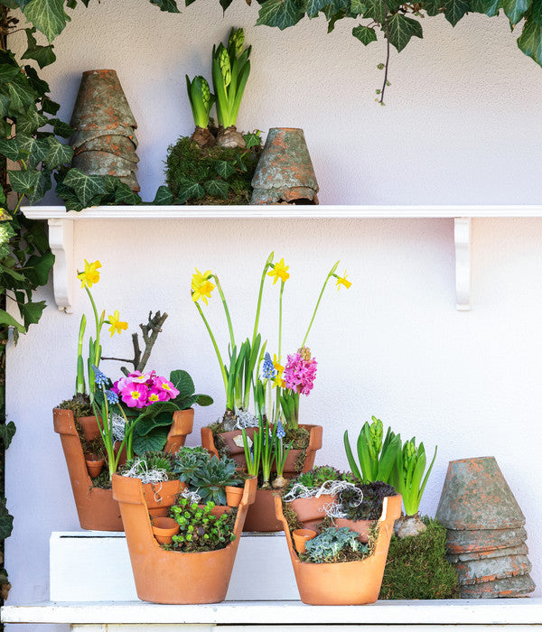  Hauswurz-Arrangement Terra Garten, In Terrakotta-Topf