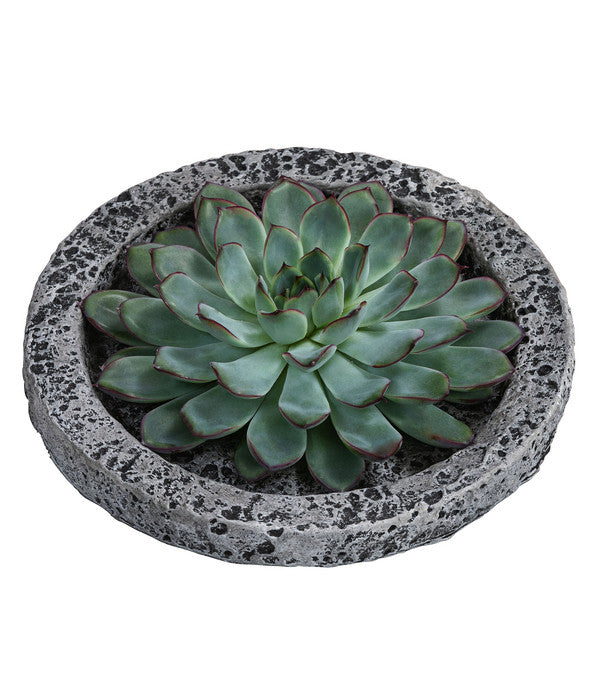  Echeverie - Echeveria In Beton-Schale, Ca. Ø20/H8 Cm