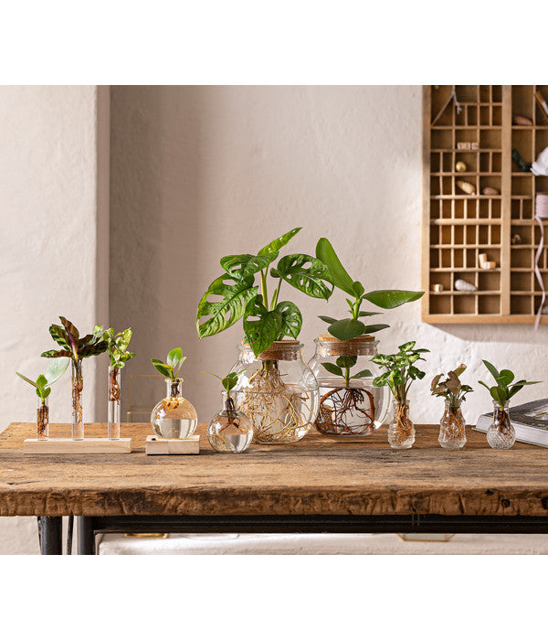  Waterplant Balsamapfel Im Kugelglas - Clusia Rosea 'Princess', Mit LED