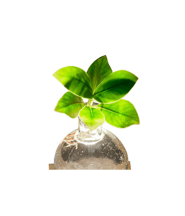  Waterplant Balsamapfel Im Kugelglas - Clusia Rosea 'Princess', Mit LED