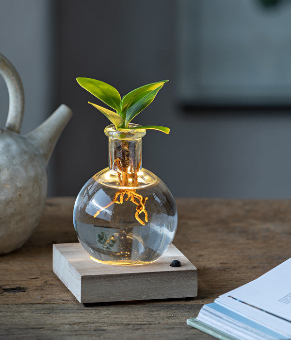  Waterplant Balsamapfel Im Kugelglas - Clusia Rosea 'Princess', Mit LED