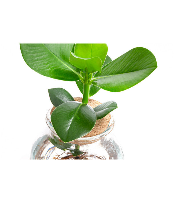  Waterplant Balsamapfel Im Kugelglas - Clusia Rosea 'Princess', Ca. 30 Cm