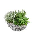  Bepflanzter Korb Mit Kräutern, 30 Cm