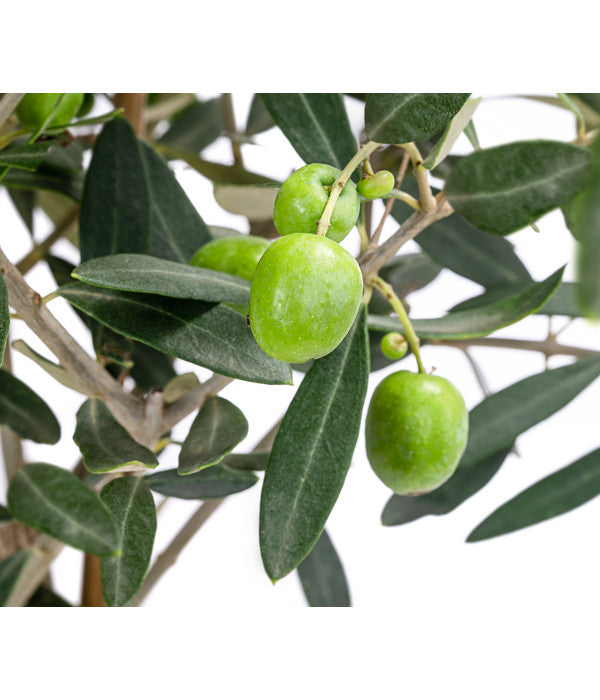  Olive, Busch, In Keramik, Ca. Ø16/H40 Cm