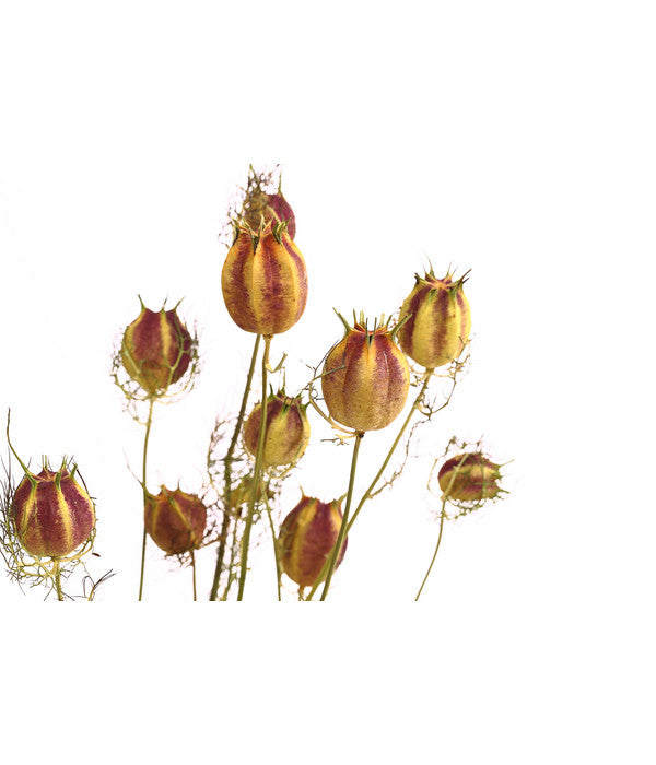  Trockenblumenbund Nigella Mit Fruchtstand