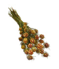  Trockenblumenbund Nigella Mit Fruchtstand