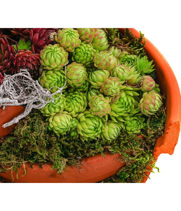  Hauswurz-Arrangement Terra Garten, In Terrakotta-Topf