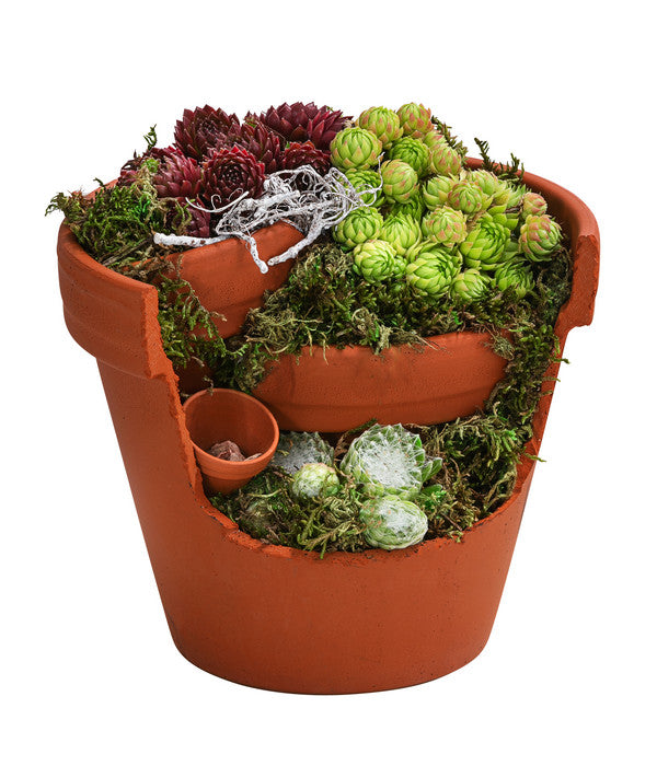  Hauswurz-Arrangement Terra Garten, In Terrakotta-Topf