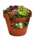  Hauswurz-Arrangement Terra Garten, In Terrakotta-Topf